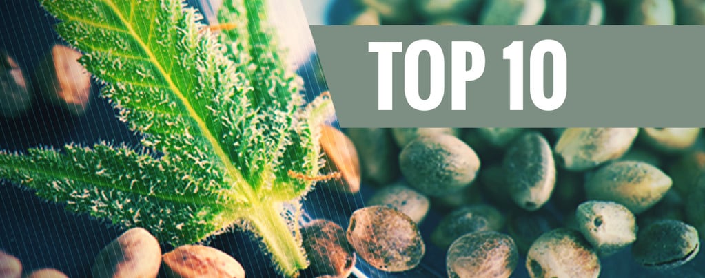 Most Popular Seed Banks