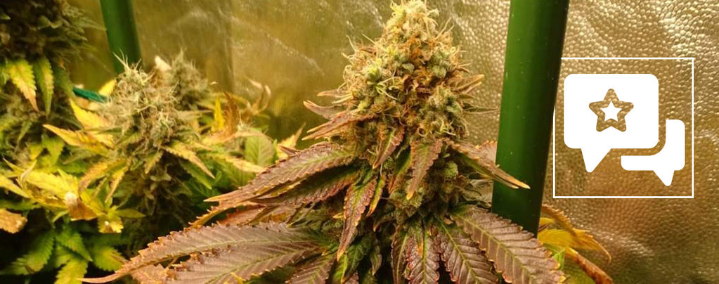 Strain Review: ICE
