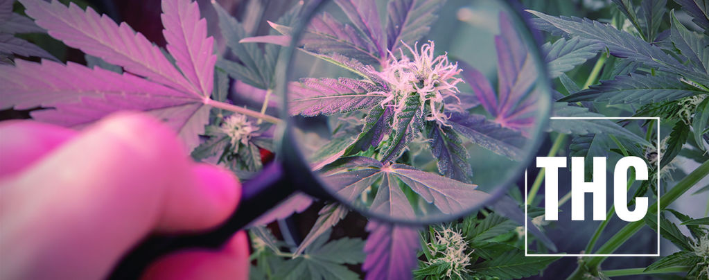 How To Boost THC With UV Light