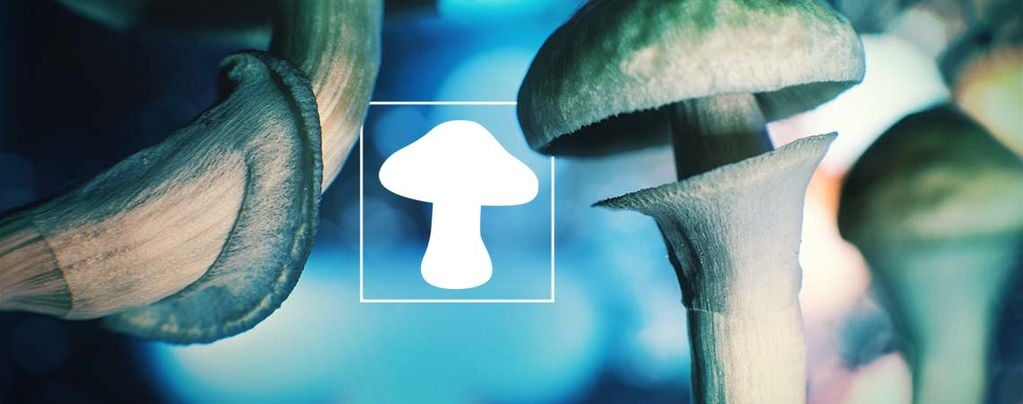 The Mushroom - Our Extraterrestrial Friend From Outer Space?