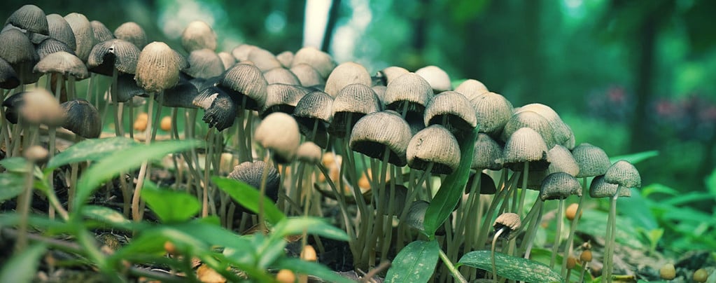 how to find magic mushrooms