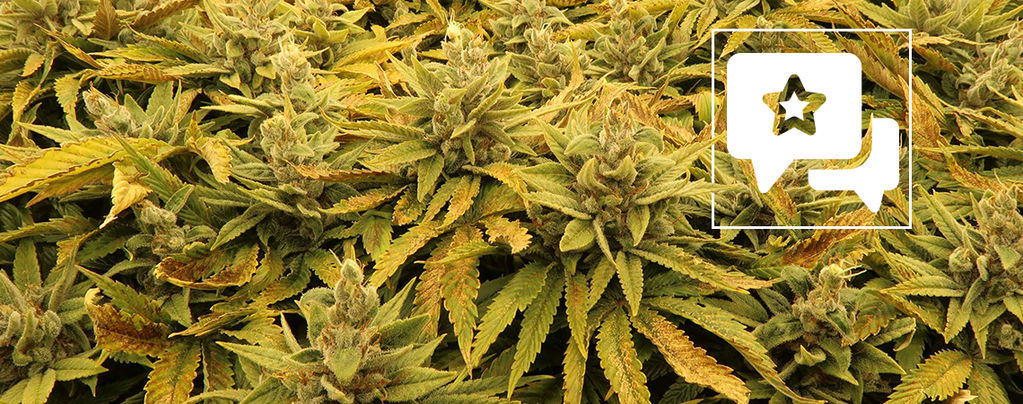 Strain Review: Bubba's Gift