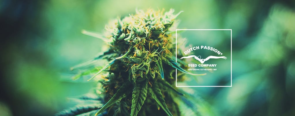 Getting To Know Dutch Passion: A Look At Their Popular Cannabis Strains