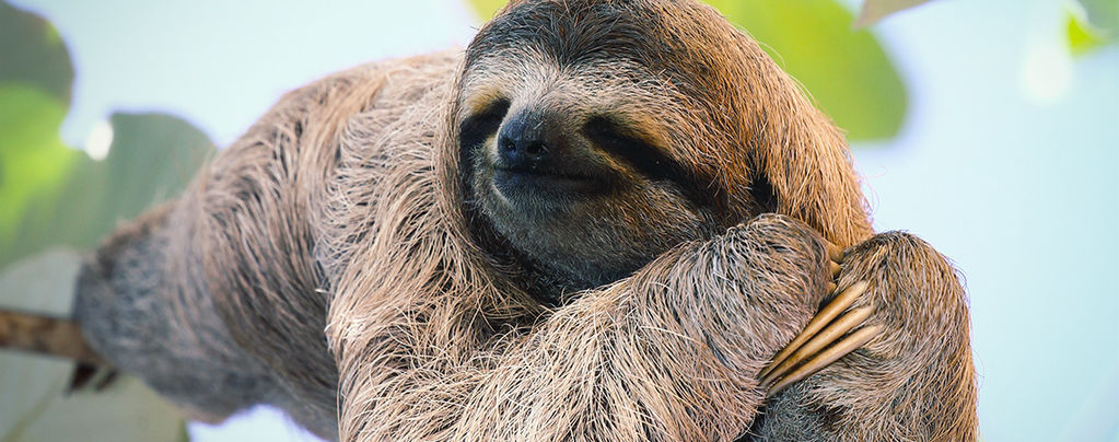 The Secret Behind Spaced-Out Sloths: A Valium-Like Fungus