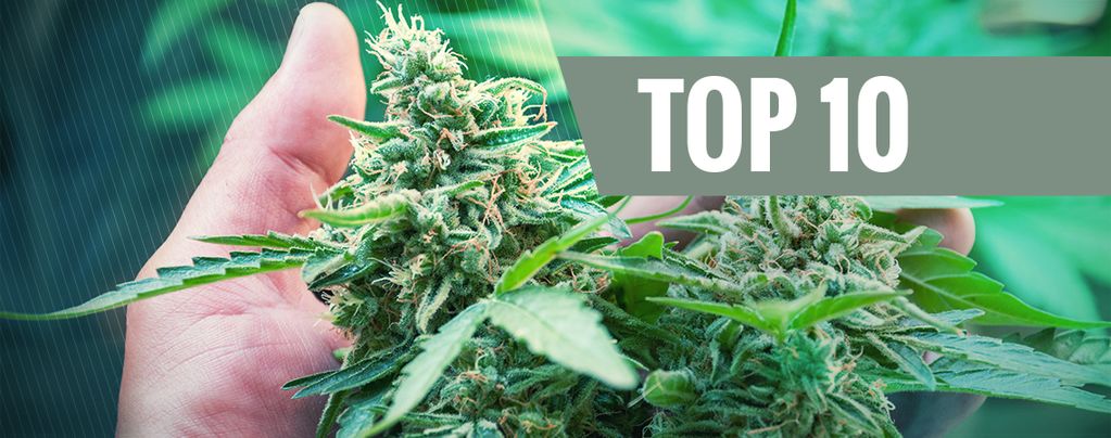 Top 10 Most Common Grower Mistakes