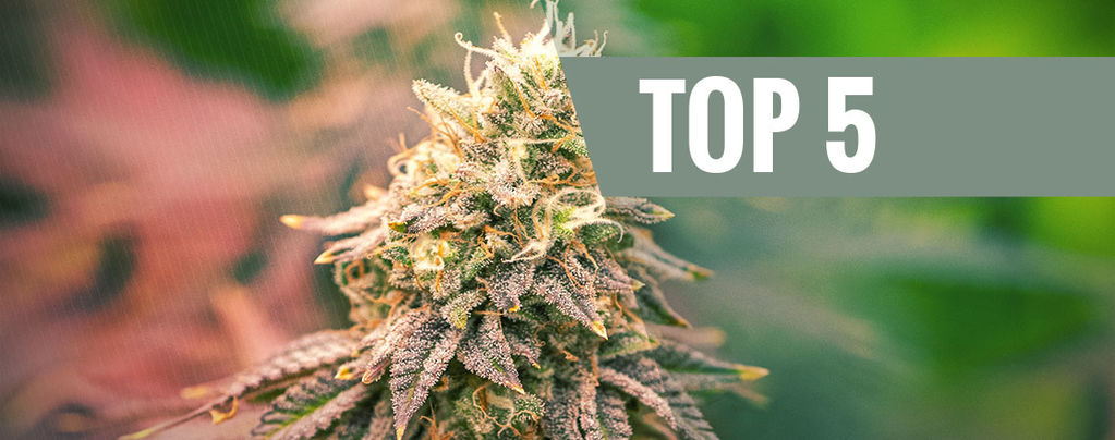 Top 5 Indica Strains For 2024