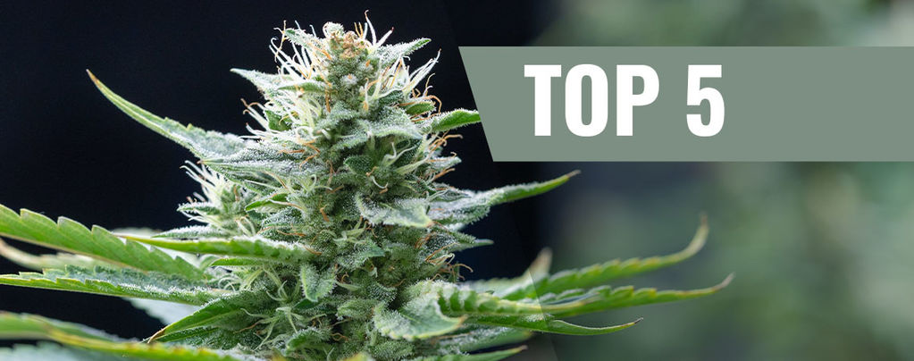 Top 5 Sativa Cannabis Strains For 2024