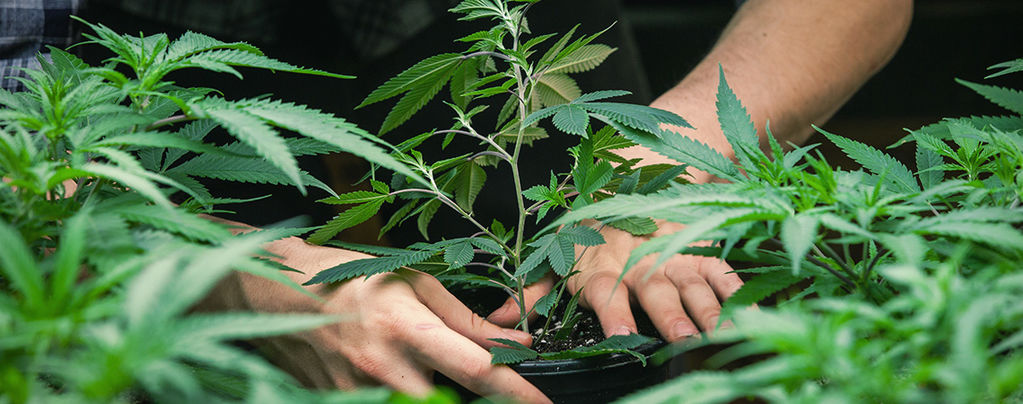 Jorge Cervantes: Father Of The Cannabis Grow Guide