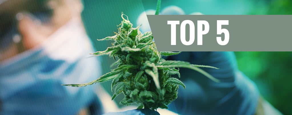 Top 5 High-CBD Cannabis Strains