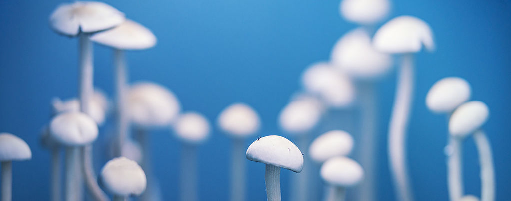 Magic Mushrooms: The Real Philosopher's Stones?