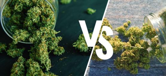 Indoor Vs Outdoor Weed: Which Is Better?