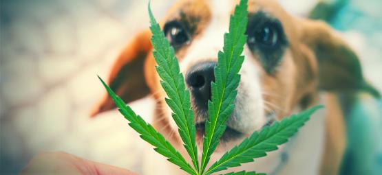 What To Do If Your Pet Eats Your Weed