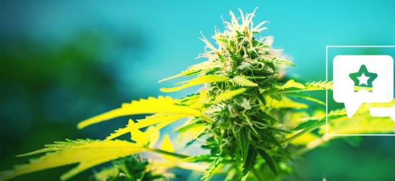 Power Flower: Cannabis Strain Review & Information
