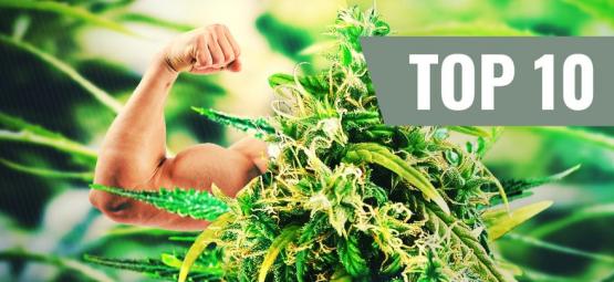 Top 10 Strongest And Most Potent Cannabis Strains