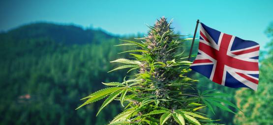 Best Outdoor Cannabis Strains To Grow In The UK