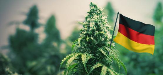 Best Outdoor Cannabis Strains To Grow In Germany