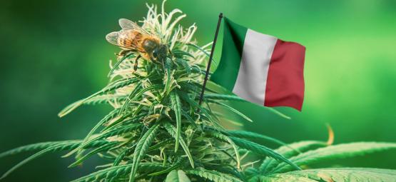 Best Outdoor Cannabis Strains To Grow In Italy