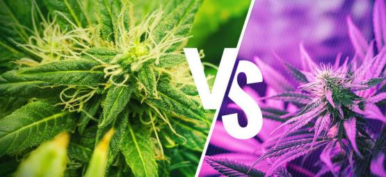 Understand The Difference Between Kush And Haze Strains
