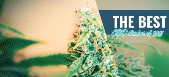 Best CBD Strains To Grow At Home In 2025