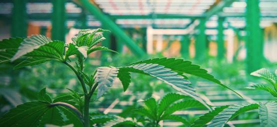 How Vertical Cannabis Growing Works