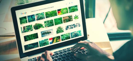 The Best Websites For Stoners [2021 Update]