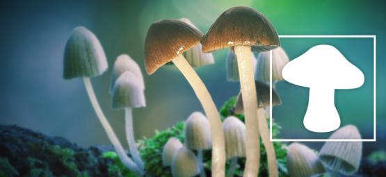 Magic Mushrooms Are The Safest Drug
