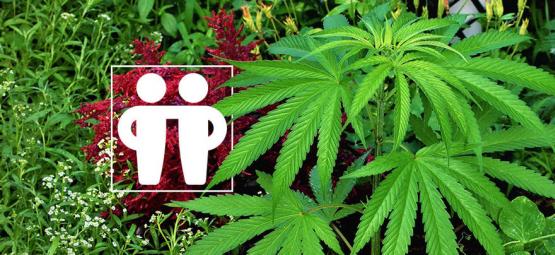 Companion Plants To Nurture & Protect Your Cannabis Crop