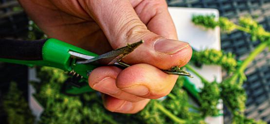 How to Clean Cannabis Trimming Scissors