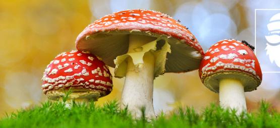 The Links Between Magic Mushrooms And Christmas