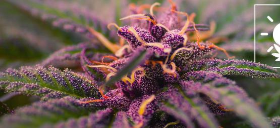 How To Grow Purple Weed 