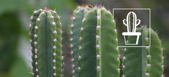 How To Grow And Care For San Pedro Cactus