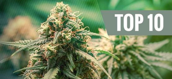 Top 10 Hybrid Cannabis Strains