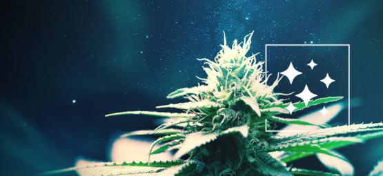The Origin Of Northern Lights And The Top 3 Northern Lights Cannabis Strains 
