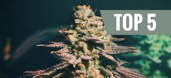 Top 5 Cannabis Strains For Late Growers
