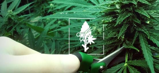 Top 4 Pruning Techniques For Your Cannabis Plants