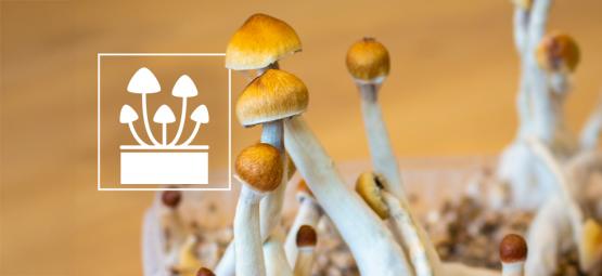 Top 5 Magic Mushroom Grow Kits