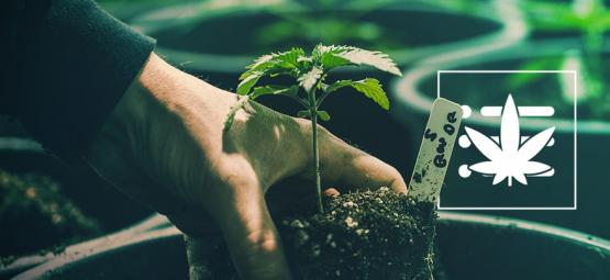 How To Grow Your First Cannabis Plant In 10 Steps