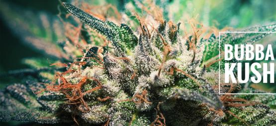 Strain Review: Bubba Kush