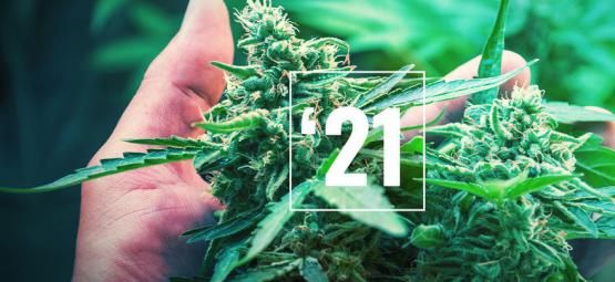 The Best Cannabis Strains For 2021