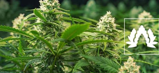 The 5 Best Cannabis Strains For A Sea of Green (SOG) Grow