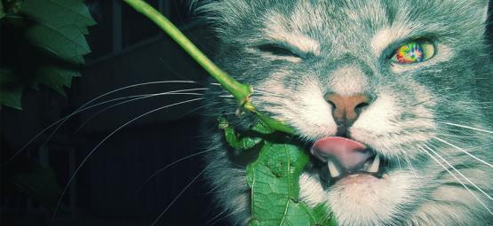 10 Animals That Love To Get High