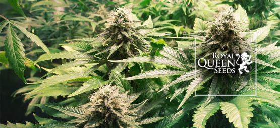 Top 10 Cannabis Strains By Royal Queen Seeds