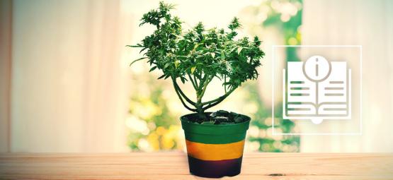 Everything You Need To Know About Cannabis Bonsai Plants