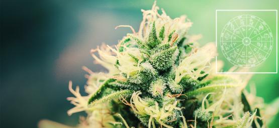 The Perfect Cannabis Strain For Every Zodiac Sign