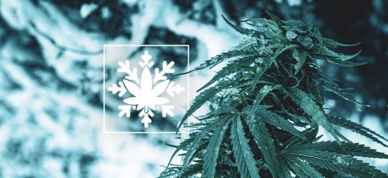 How To Grow Cannabis In Winter (Yes, It's Possible!)