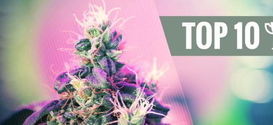 Top 10 Award-Winning Cannabis Strains