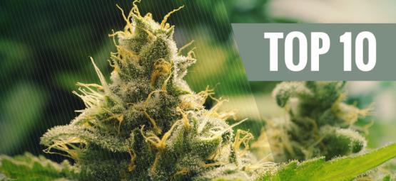 Top 10 Classic Cannabis Strains