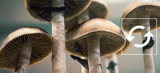 How To Harvest Multiple Flushes From A Magic Mushroom Grow Kit