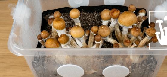 Grow Magic Mushrooms In Bulk Using Monotub Tek