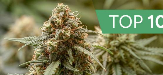Top 10 Haze Cannabis Strains
